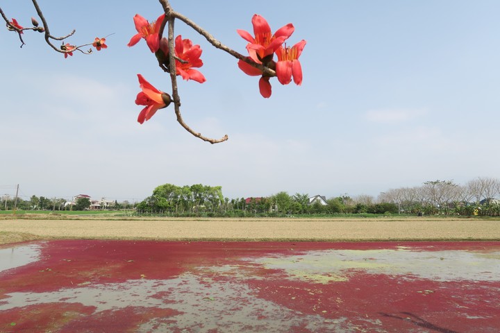 Kapok