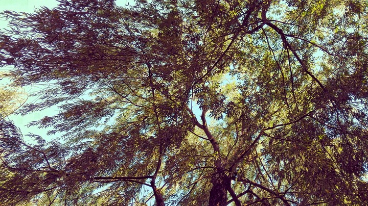 Under the tree