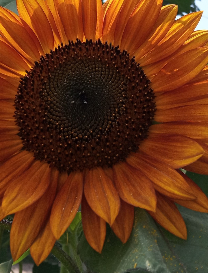 Orange sunflower