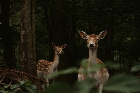 deer, forest वॉलपेपर