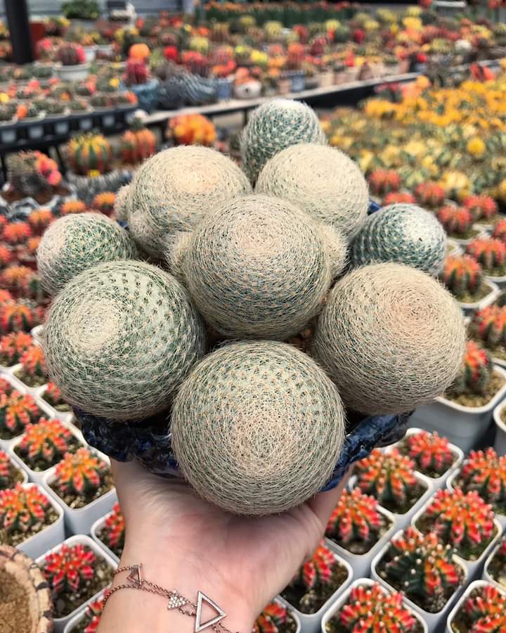 Cactus