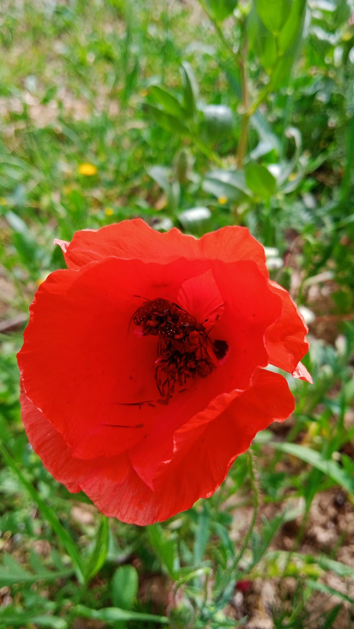 fleur