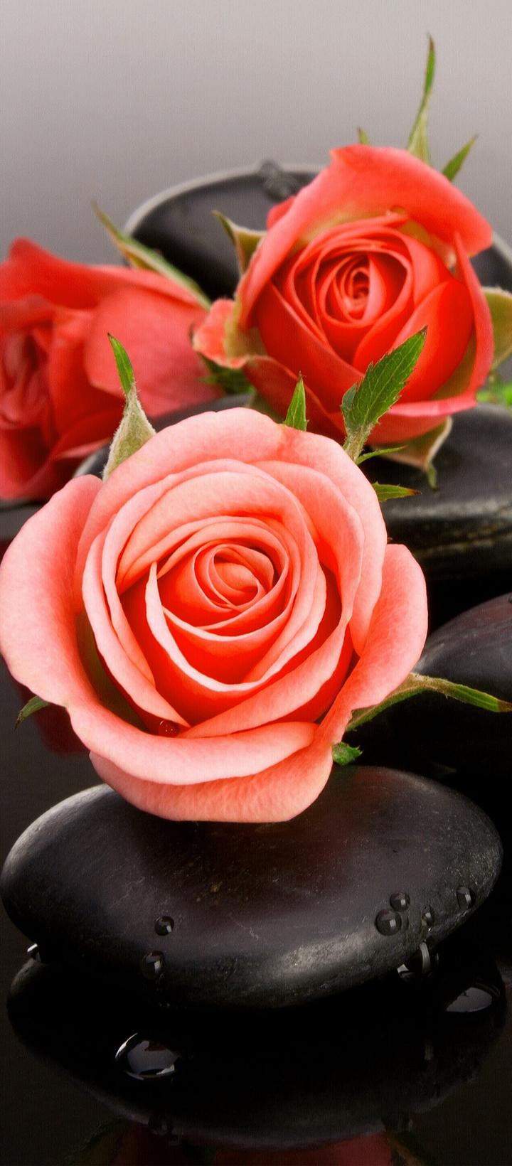 rose
