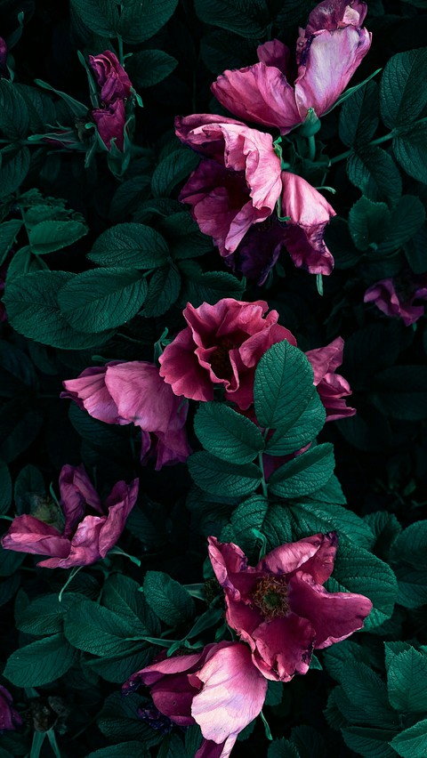 Wallpaper Of The Day ❤️