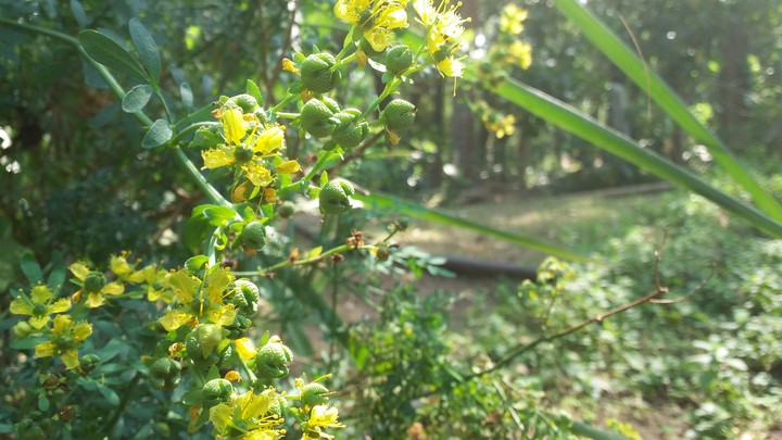 Coffee Forest