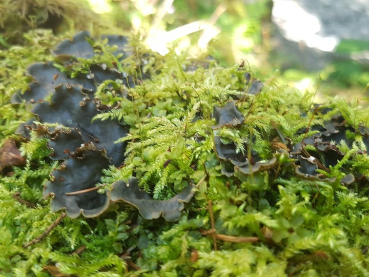 Forest Plant