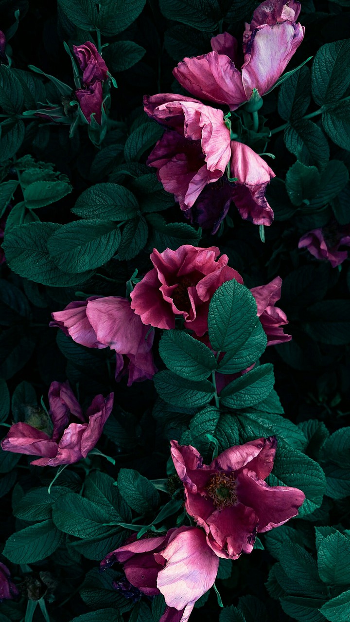 Wallpaper Of The Day ❤️