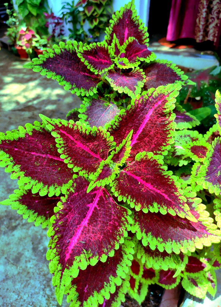 colorful leaf