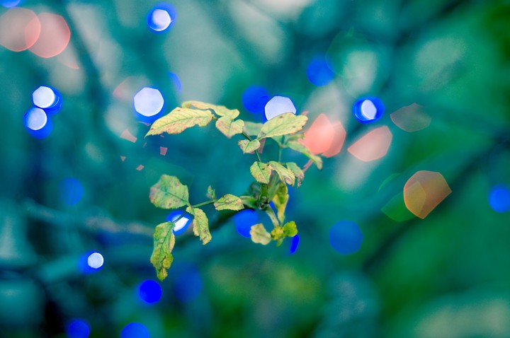 Bokeh Background Leaves