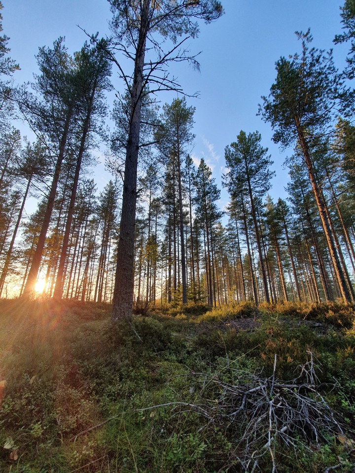 Forest
