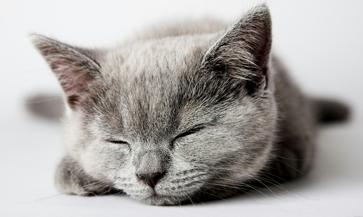 Cat Sleep