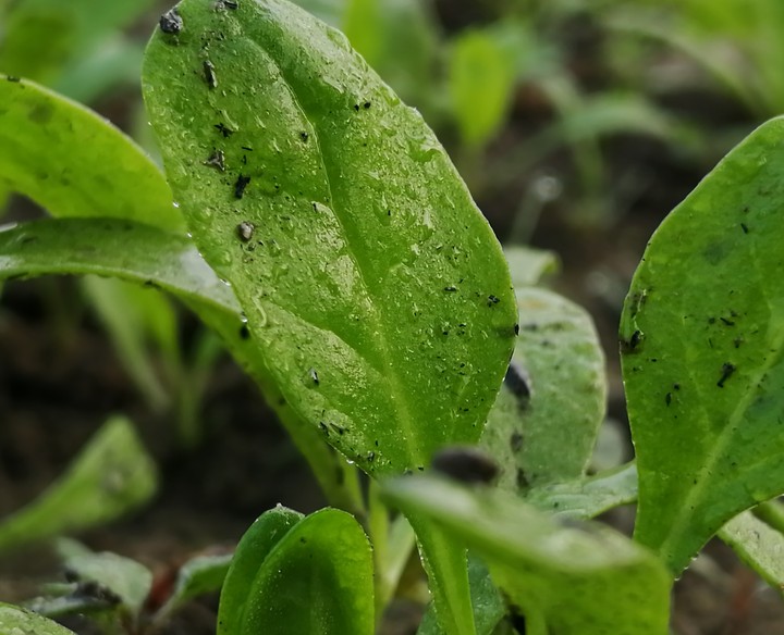 leaf