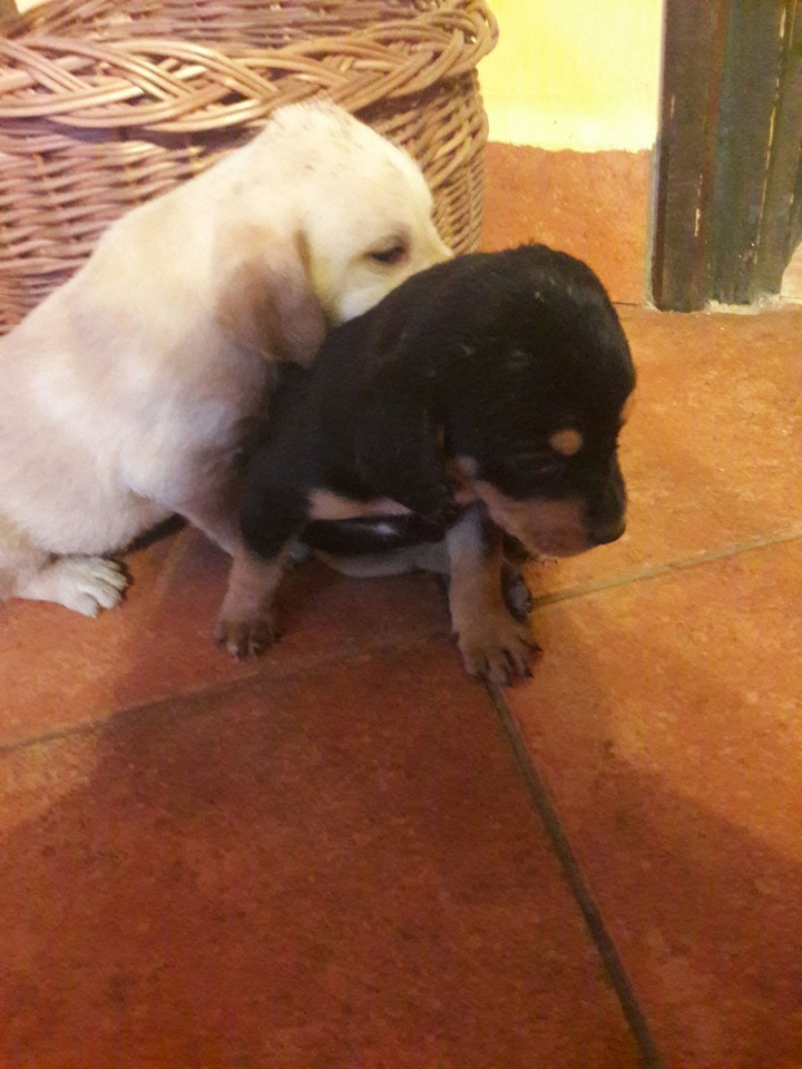 my dog(black)