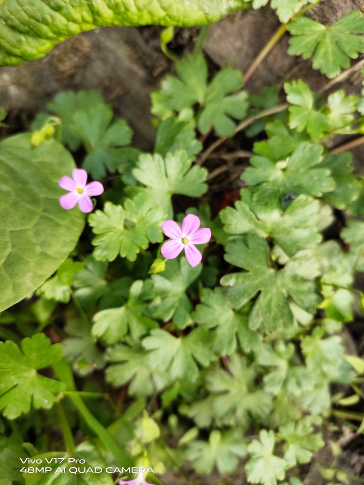 Pink Flowers