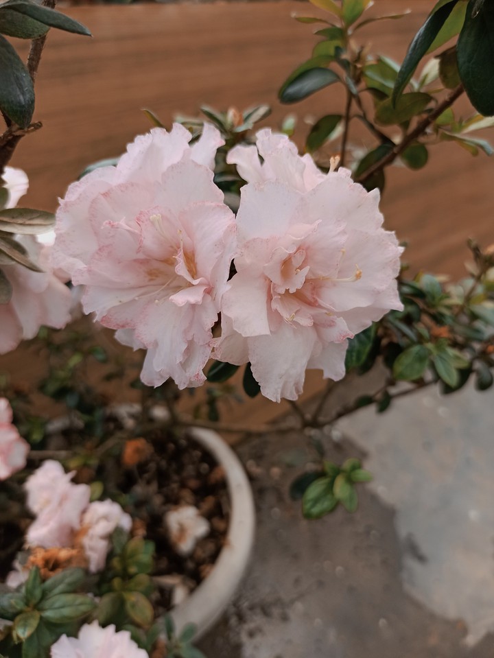 Flora