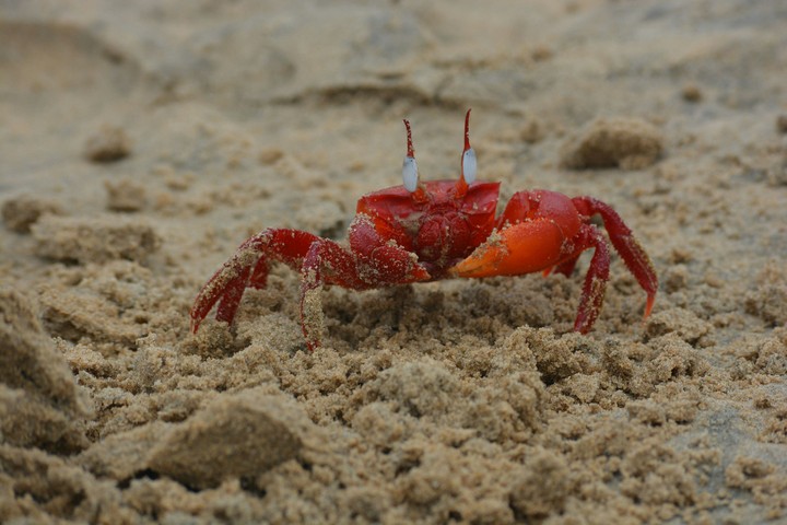 Red Crab