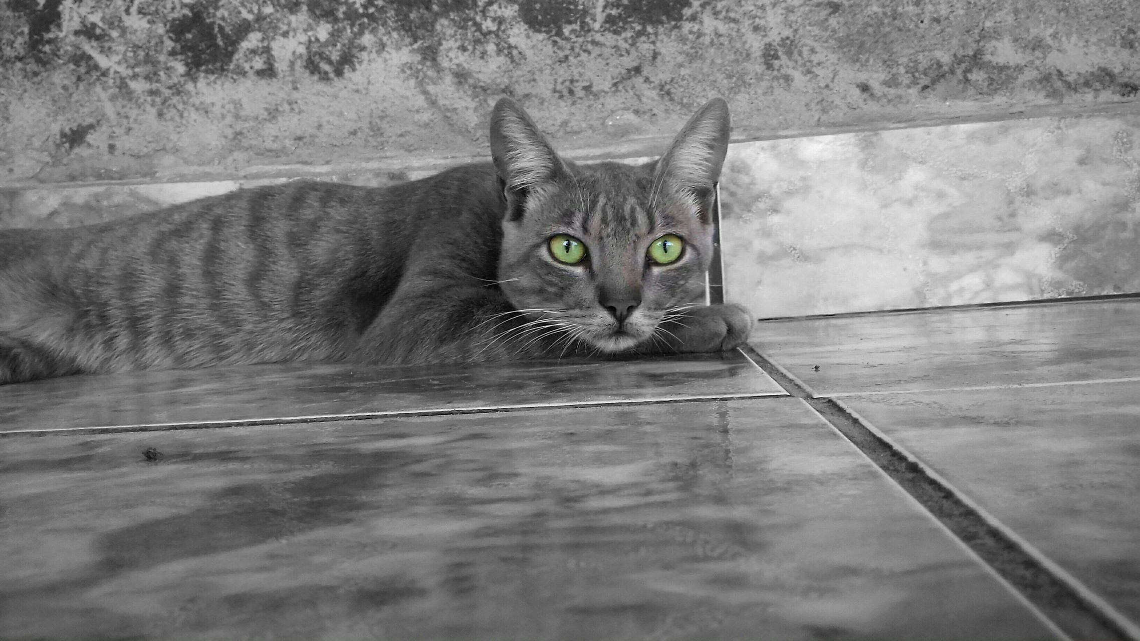 black cat