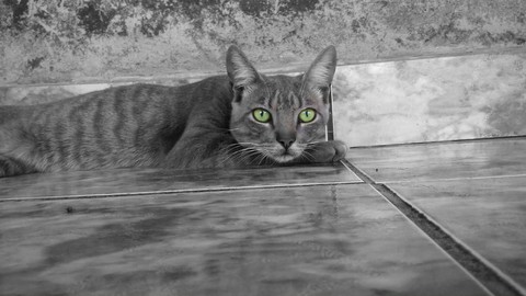 black cat