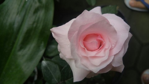 pink rose