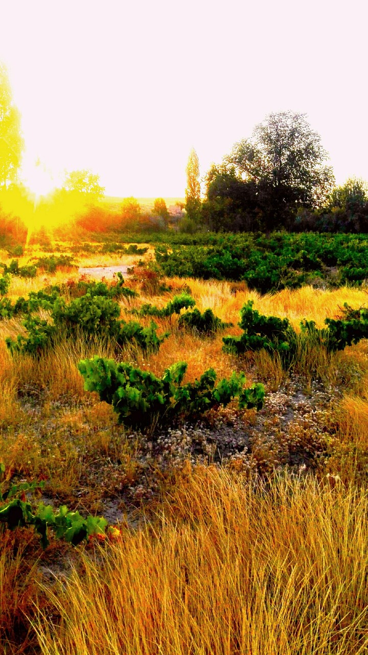 Yasukand Vineyards