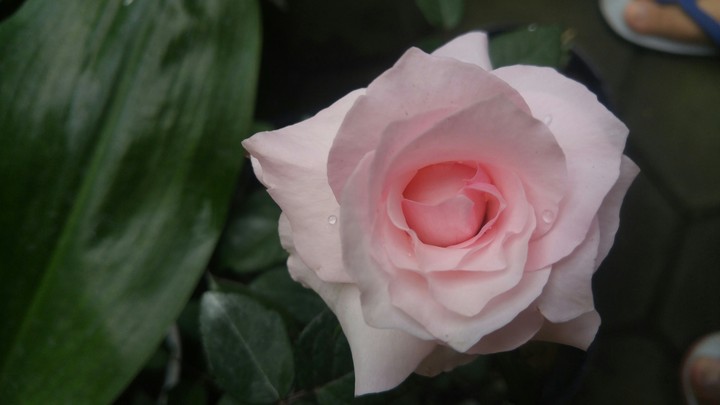 pink rose