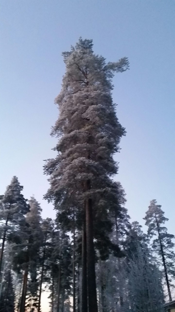 a finish tree