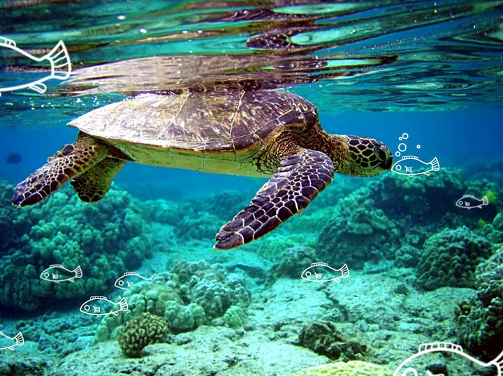 Green Turtle