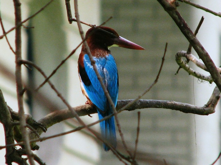 The Kingfisher