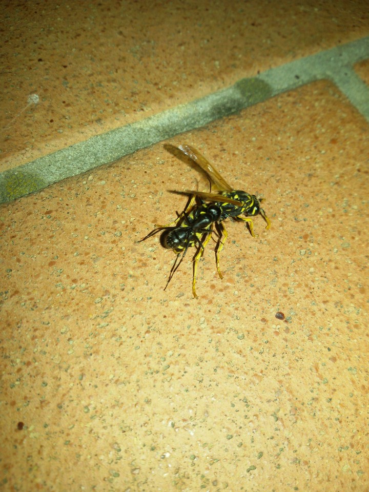 kill