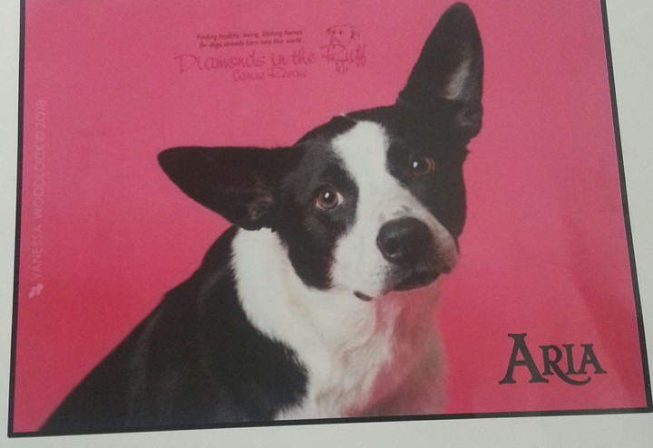 Aria the Border Collie