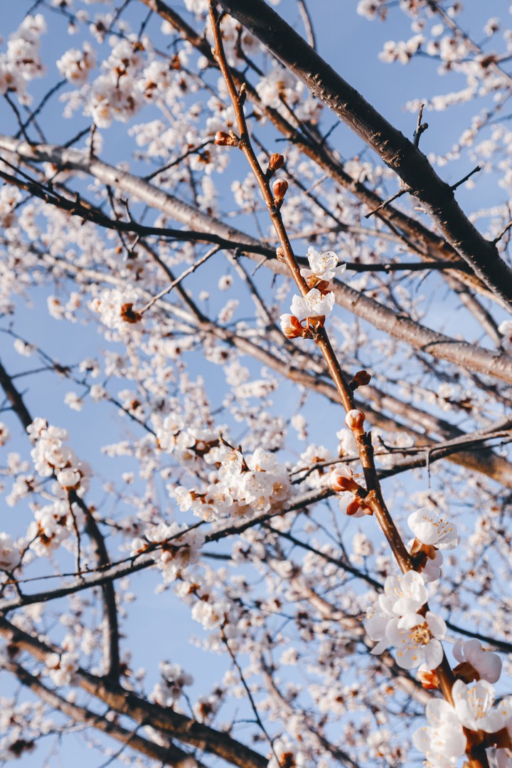 sweet spring sky