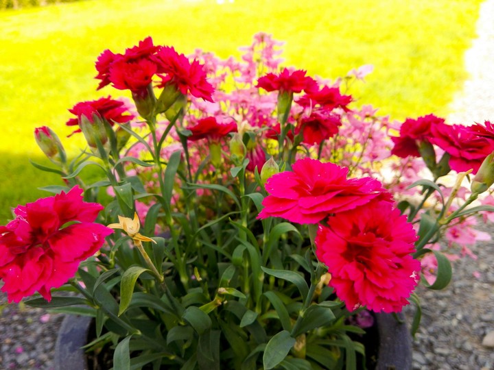 flowers