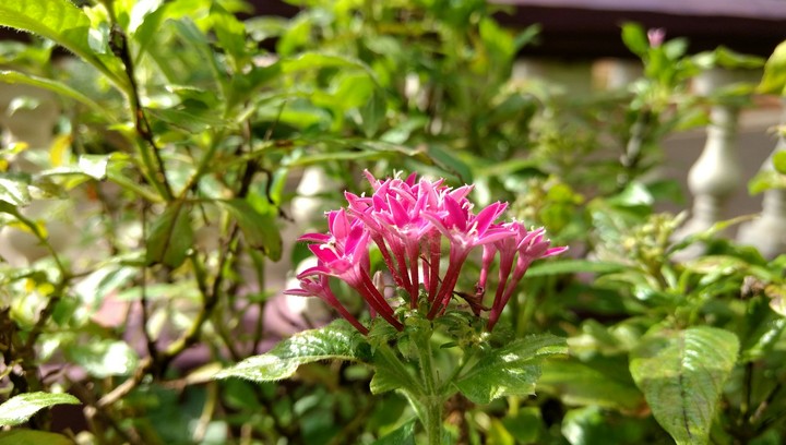 mom's beautiful garden