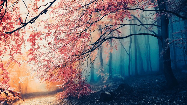 tree