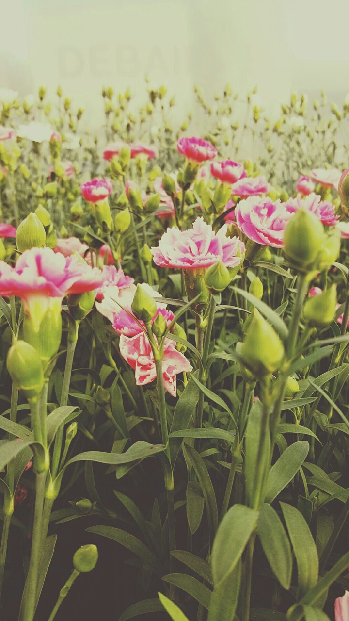 Rose means roze #westvloaming