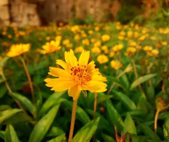beautiful yellow flower