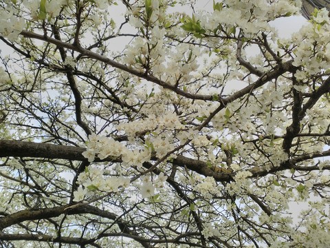 spring is here