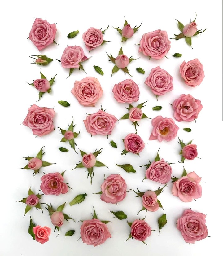 blossom