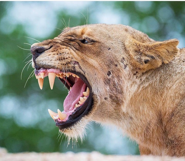lion anger roar