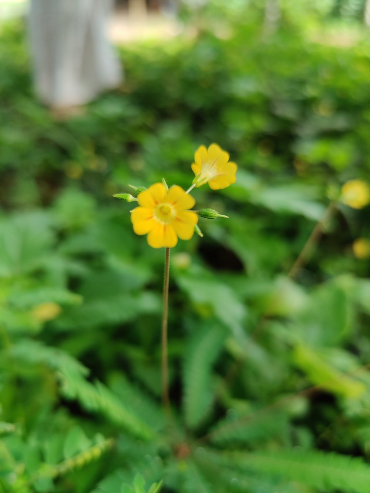 golden drop
