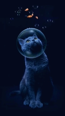 cat fishbowl?