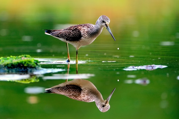 A Bird