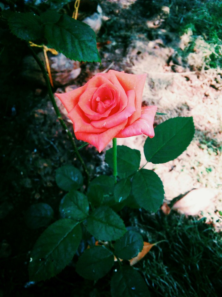 blossom