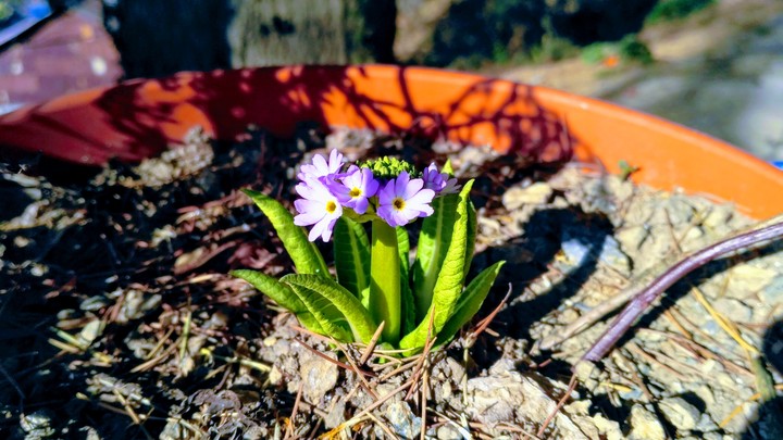 The flower