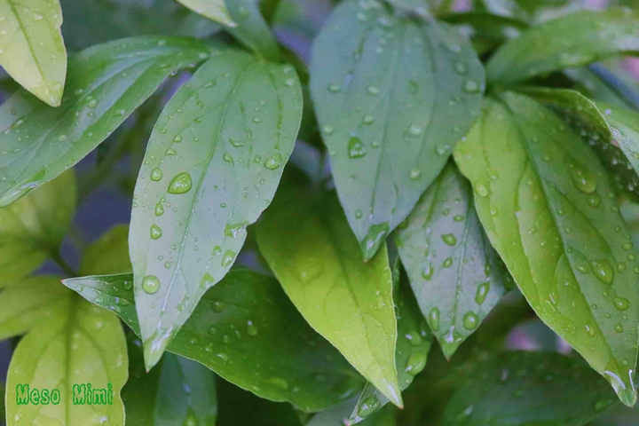 leaves