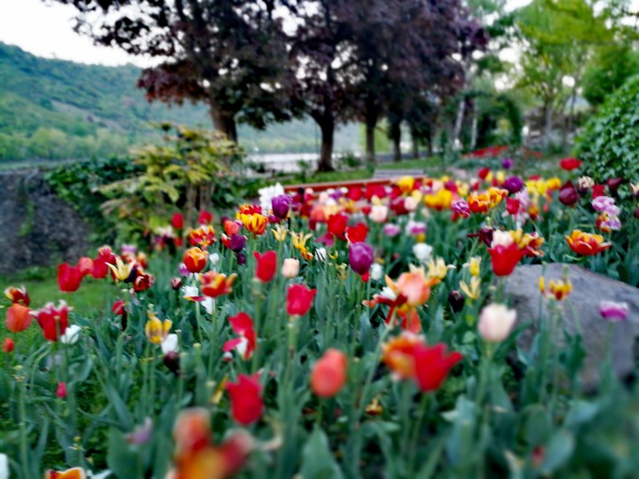 Tulpen