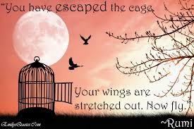 Birds fly freedom❤☺