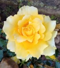 Flor