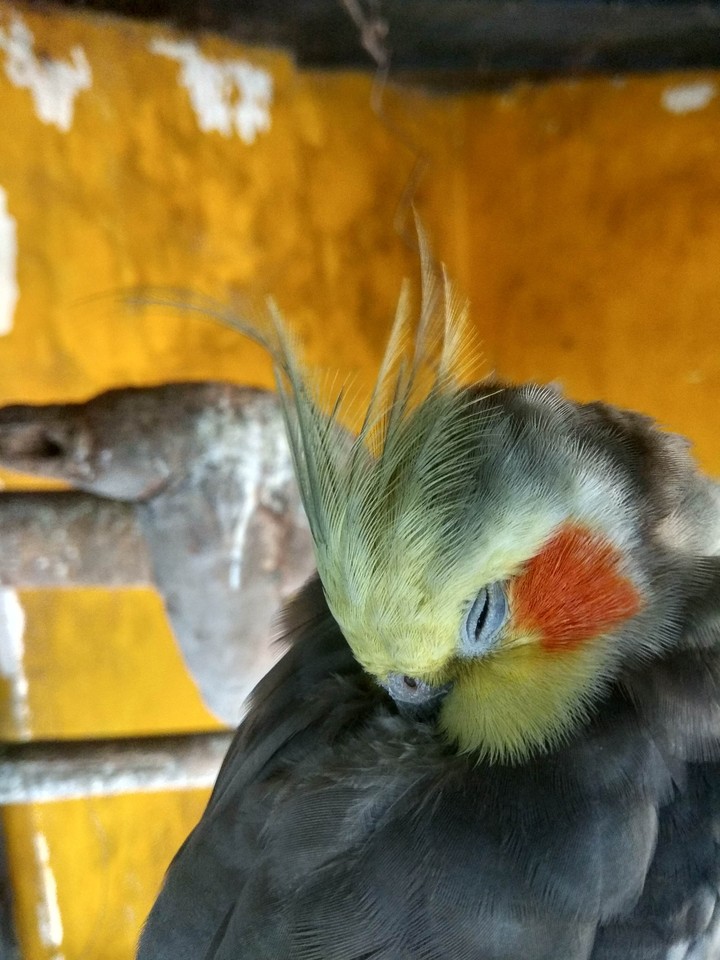 Bird beauty