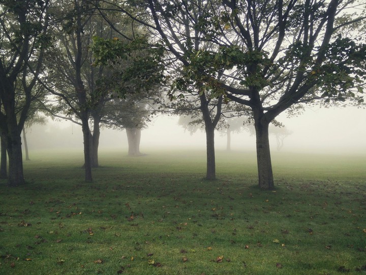Foggy park